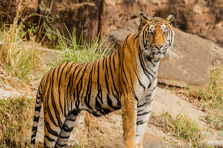 Jim Corbett Park