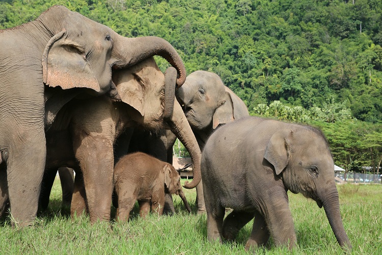 elephant nature park