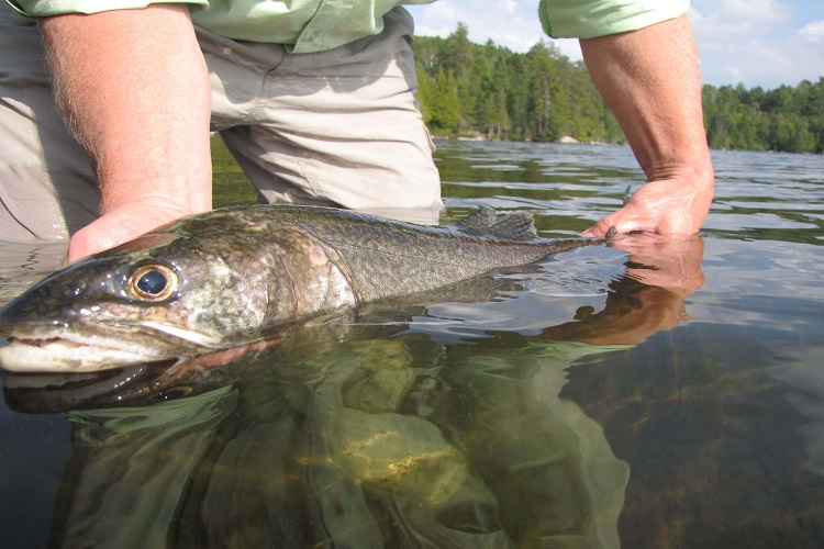 Spring Fishing